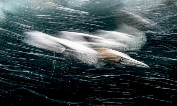 underwater-‘gannet-storm’-photo-wins-international-competition-–-the-press-&-journal