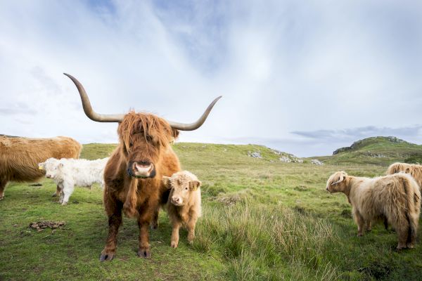 the-best-scottish-islands-to-visit:-how-to-find-your-own-island-idyll-–-lonely-planet-travel-news