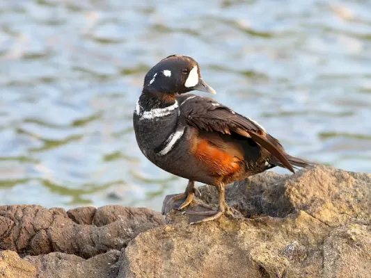 rarity-finders:-harlequin-duck-in-shetland-–-birdguides