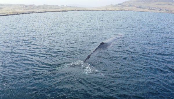 six-hour-rescue-releases-shetland-sperm-whale-to-deeper-waters-after-10-days-of-worries-–-the-press-&-journal