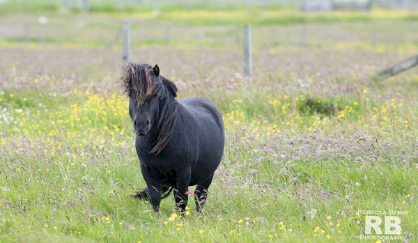 to-all-the-shetlands-i’ve-ever-loved-–-horse-network
