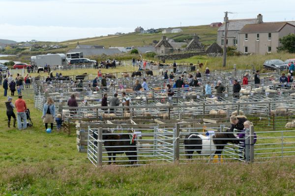 walls-show-makes-a-comeback-–-shetland-times-online
