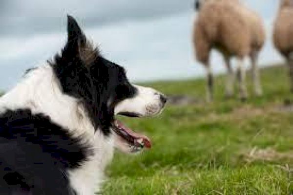 sheepdog-trial-results-from-shetland,-lochbroom,-lamington-and-northumberland-–-the-scottish-farmer