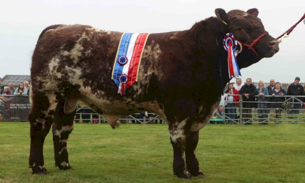 rupert-is-star-of-orkney’s-county-show-–-the-press-&-journal
