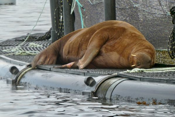 freya-the-walrus-put-down-in-norway-–-shetland-times-online