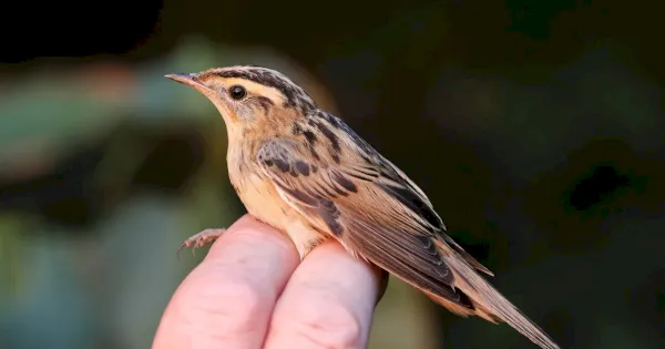 review-of-the-week:-8-14-august-2022-–-birdguides