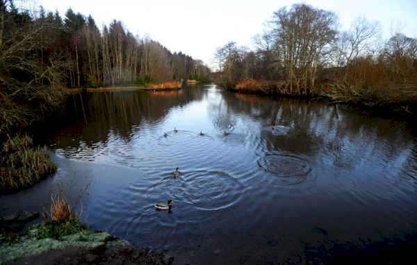 keep-your-dogs-out-the-water:-two-dogs-die-from-suspected-blue-green-algae-poisonings-in-aberdeenshire-–-the-press-&-journal