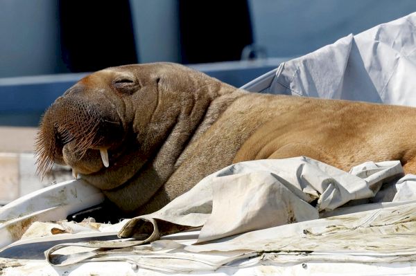 backlash-to-killing-of-freya-the-walrus-who-made-home-on-shetland-–-the-scotsman