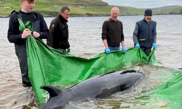 shetland-community-comes-together-to-rescue-stranded-minke-whale-–-the-press-&-journal