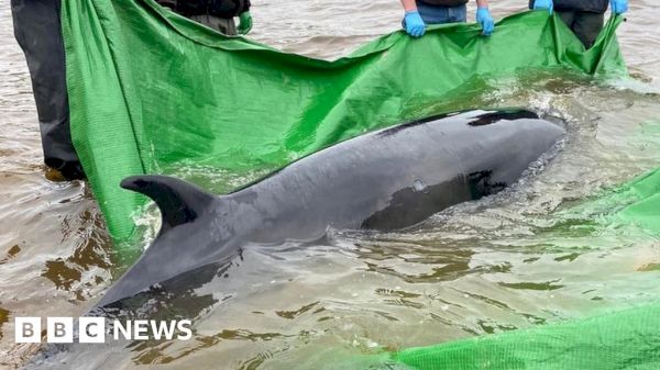 whale-feared-dead-in-shetland-helped-back-into-the-sea-–-bbc