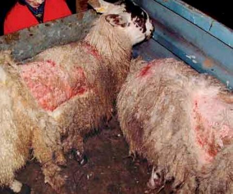 shetland-considers-import-charges-to-protect-its-flock’s-high-health-status-–-the-scottish-farmer