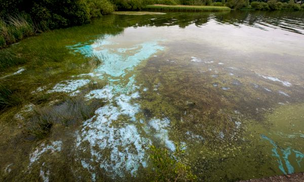 blue-green-algae-warning-after-report-at-loch-watten-near-wick-–-the-press-&-journal