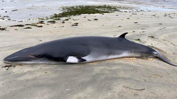 community-spirit-saves-beached-whale-|-scotland-–-the-times