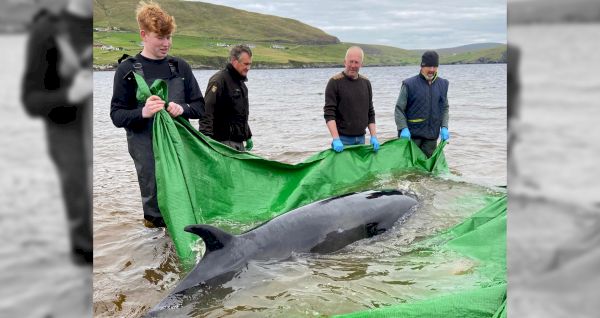 stranded-minke-whale-back-in-the-sea-after-‘phenomenal’-effort-–-shetland-news
