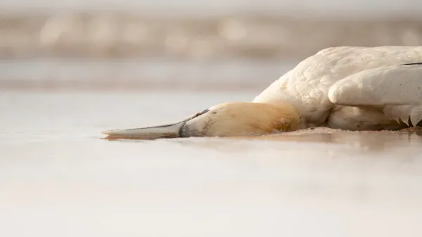 in-scotland,-a-bird-flu-crisis-threatens-thousands-of-seabirds-–-national-geographic