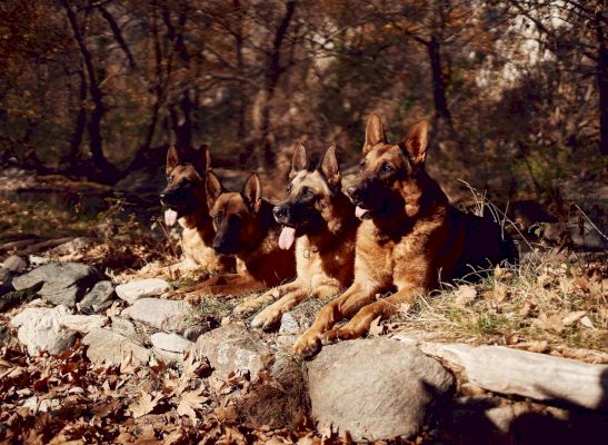 10-most-popular-breeds-of-adorable-pastoral-dog-in-the-uk-–-including-the-loyal-border-collie-–-falkirk-herald