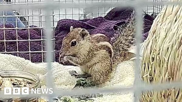 stowaway-squirrel-sails-thousands-of-miles-to-aberdeen-–-bbc