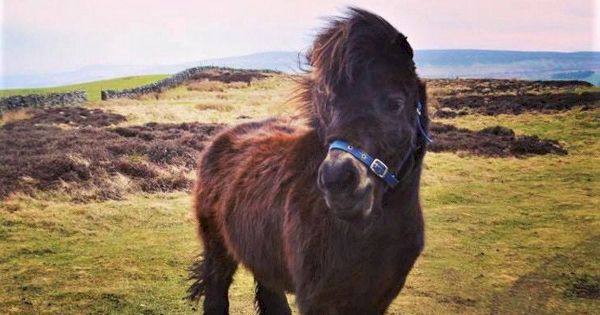 meet-scotland’s-marvellous-shetland-ponies-a-miniature-but-hardy-breed-–-daily-record