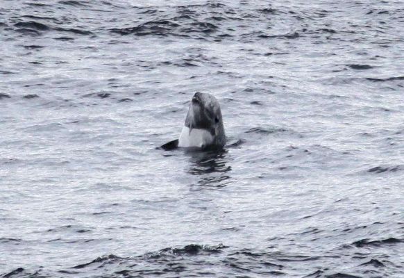 photos-by-public-in-far-north-will-help-protect-risso’s-dolphins-–-northern-times