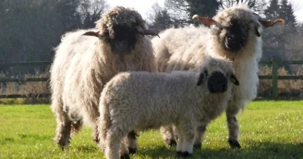 see-lots-of-different-livestock-–-henley-standard