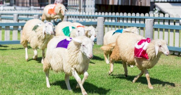 sheep-racing-and-family-fun-at-frampton-on-severn-2019-–-soglos