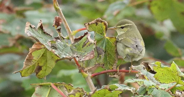 review-of-the-week:-5-11-september-2022-–-birdguides