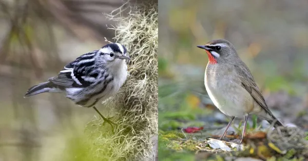 big-debate:-scilly-or-shetland-–-which-is-best?-–-birdguides