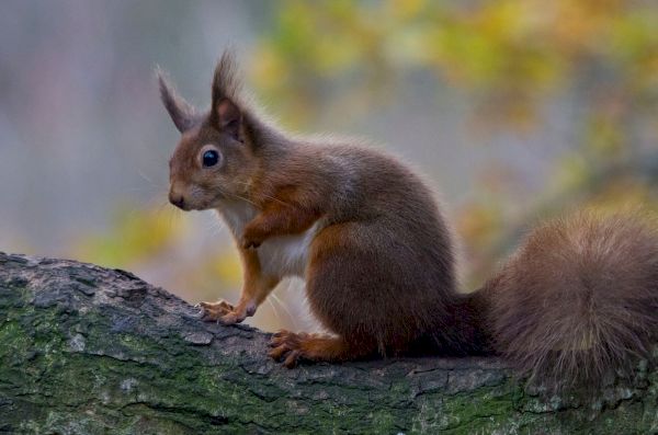 new-map-reveals-where-brits-can-see-rare-animals-across-uk-–-in-your-area