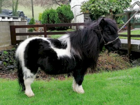 shetland-ponies-&-royal-pythons-–-the-exotic-pets-kept-in-the-royal-borough-–-windsor-observer