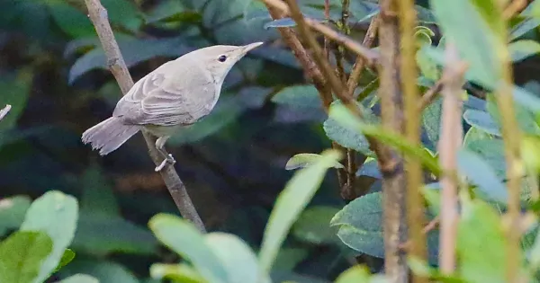 review-of-the-week:-12-19-september-2022-–-birdguides