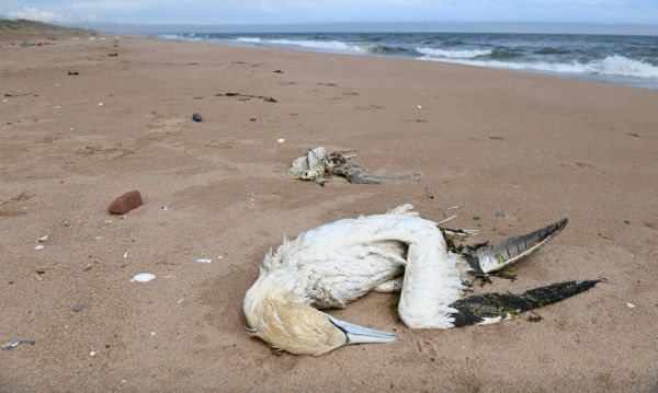 here’s-why-scottish-bird-flu-deaths-are-‘tailing-off’-—-but-rspb-still-‘deeply-concerned’-about-winter-impacts-–-the-press-&-journal