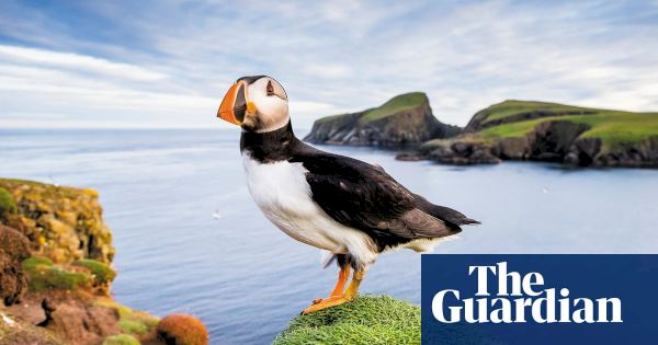puffins-around-the-british-isles-–-in-pictures-|-art-and-design-–-the-guardian