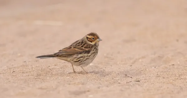 review-of-the-week:-20-25-september-2022-–-birdguides
