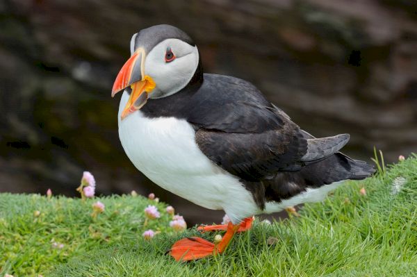 the-wild-british-birds-under-threat-from-avian-flu-–-national-geographic-uk