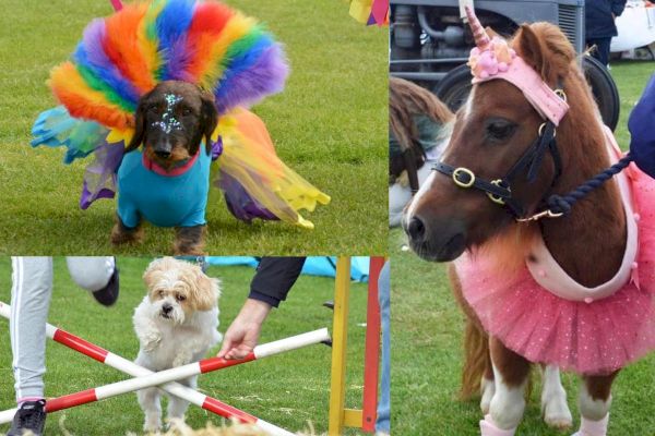 16-great-photos-show-dogs-dressed-up-and-having-fun-at-chesterfield’s-canine-carnival-–-derbyshire-times