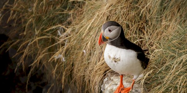 where-to-see-puffins-in-the-uk.-–-afar-–-afar-media