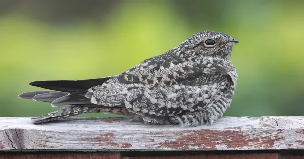 review-of-the-week:-26-september-2-october-2022-–-birdguides