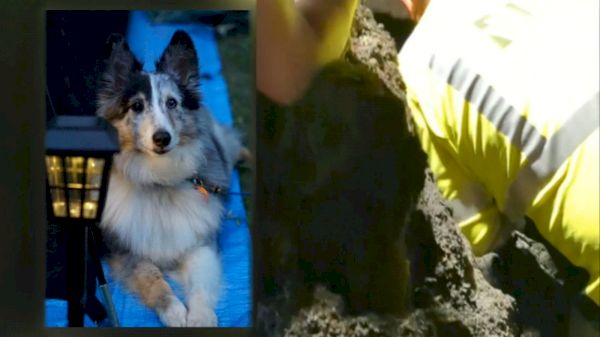 firefighters-dig-trench-to-rescue-shetland-sheepdog-stuck-in-storm-drain-in-wells-fargo,-north-dakota-–-wabc-tv