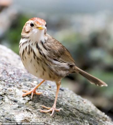 birdwatchers-are-blasted-for-chasing-rare-migratory-warbler-out-of-a-bush-[video]-–-daily-mail
