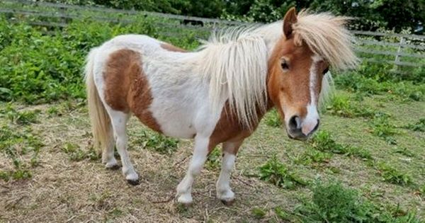 newcastle-dog-and-cat-shelter-seeking-new-homes-for-two-gorgeous-shetland-ponies-–-chronicle-live