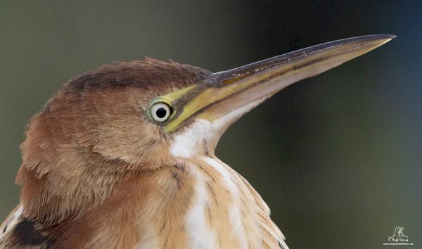 first-ever-least-bittern-reported-in-britain-found-in-shetland-–-the-press-&-journal