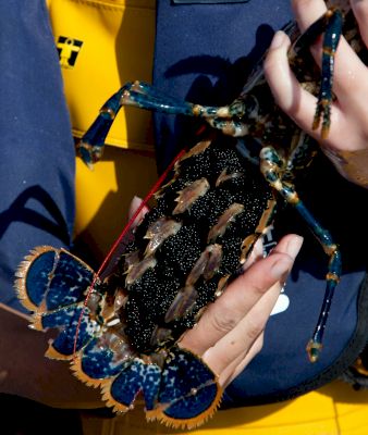new-lobster-ban-aims-to-protect-spawning-stock-–-shetland-news