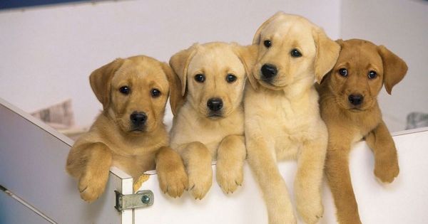 most-popular-pet-names-of-2022-–-as-labradors-are-crowned-best-breed-–-aberdeen-live