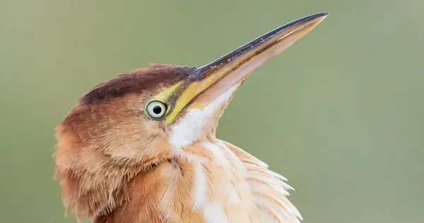 review-of-the-week:-3-9-october-2022-–-birdguides
