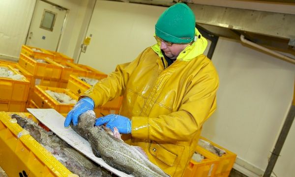 shetland-boats-bring-in-more-fish-but-can’t-plug-landings-shortfall-–-the-press-&-journal