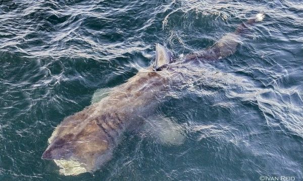 annual-sightings-of-basking-sharks-in-shetland-have-increased-from-seven-to-more-than-100-–-but-why?-–-the-press-&-journal