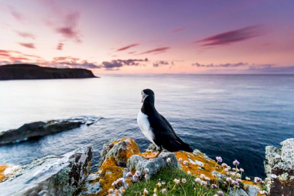 prenton-wildlife-photographer-creates-book-of-puffin-photography-–-wirral-globe