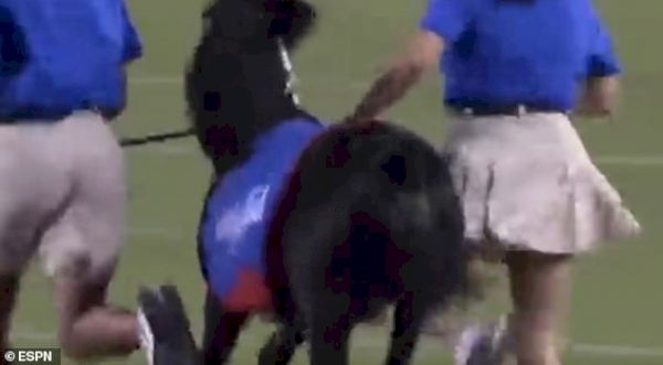 smu-navy-game-delayed-after-mustangs’-mascot-relieves-itself-on-field-–-daily-mail