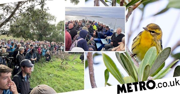 twitchers-descend-on-tiny-brit-island-to-see-rare-bird-–-metroco.uk