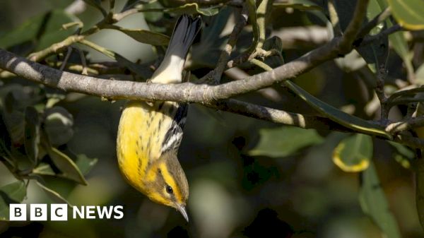 isles-of-scilly:-fears-rare-songbird-will-never-return-to-us-–-bbc